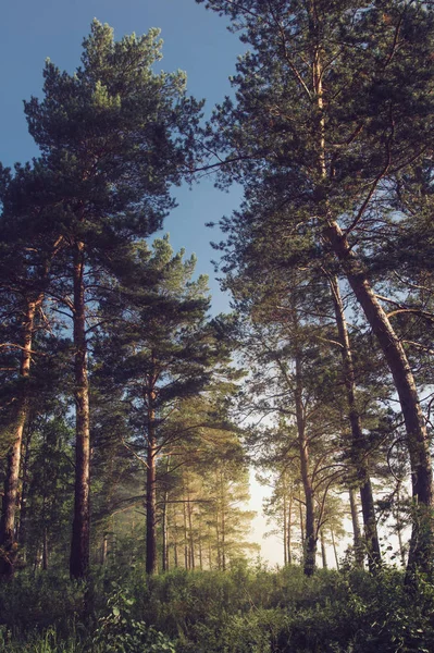 Forêt Brumeuse Tôt Matin Été Paysage — Photo