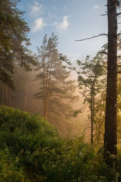 Ranní Mlhy Tyčí Nad Kaňonu Řeky Krajina Stock Fotografie