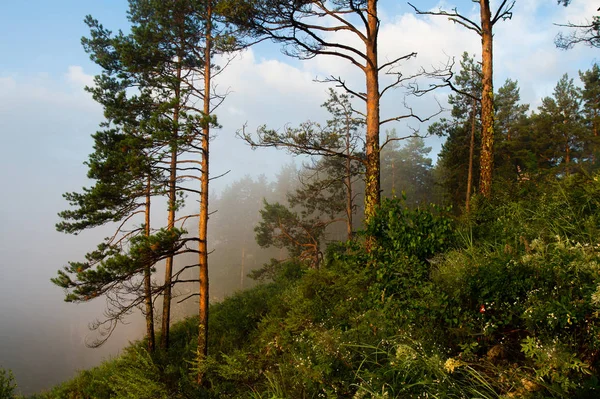 Kabut Pagi Naik Atas Ngarai Sungai Lansekap Stok Gambar Bebas Royalti