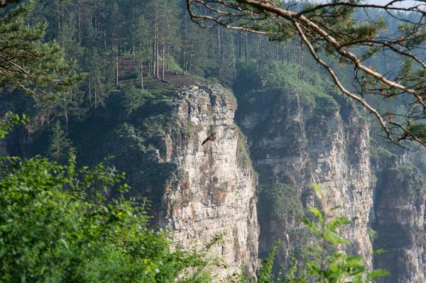 Hawk Latające Wzdłuż Skał Kanionu Rzeki Obrazek Stockowy