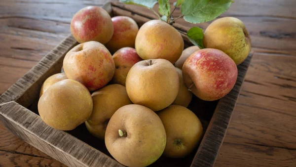 Manzanas Boskoop Orgánicas Caja Madera Fotos De Stock