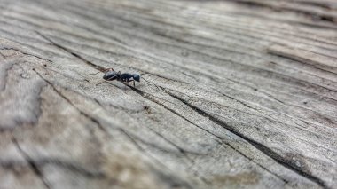 karınca Wood sequoia national park Amerika Birleşik Devletleri