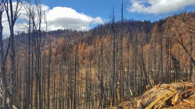 sonra büyük orman yangını sequoia Ulusal Parkı içinde ağaçlar