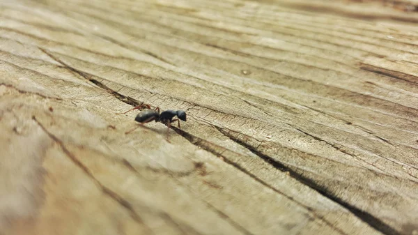 Hormiga Sobre Madera Sequoia Parque Nacional Estados Unidos —  Fotos de Stock