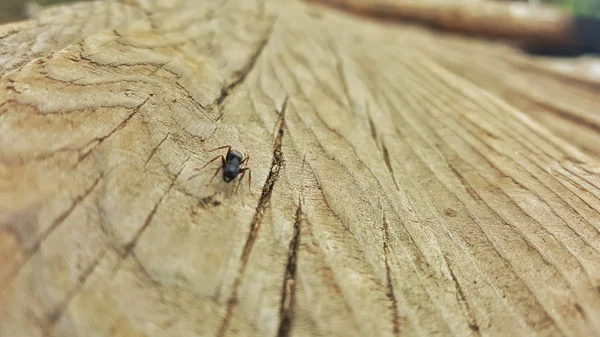 Hormiga Sobre Madera Sequoia Parque Nacional Estados Unidos —  Fotos de Stock