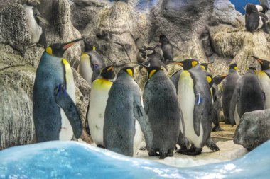 İmparator Penquin Loro Park