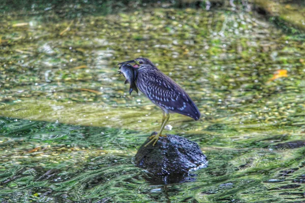 Pássaro com peixe — Fotografia de Stock