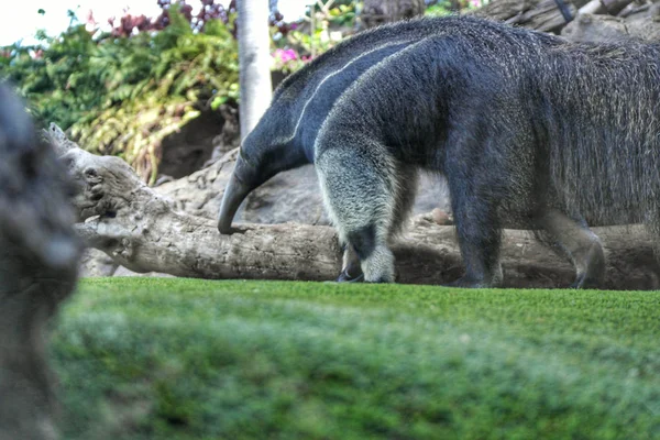 Raksasa anteater — Stok Foto