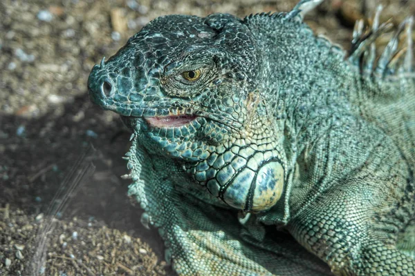 Iguana Verde en Loro Park —  Fotos de Stock