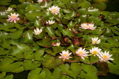 Doğal göl pembe çiçek açan Nilüfer