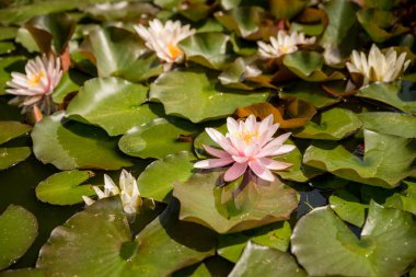 Doğal göl pembe çiçek açan Nilüfer