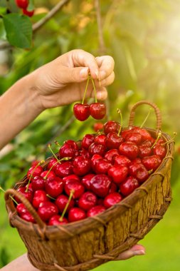 Bir el bulanık bir kiraz arka planda tutan ahşap sepet içinde lezzetli kiraz ayarla