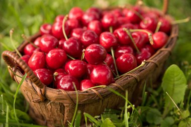 Lezzetli kiraz bir sepet içinde toplanan yeşil bir arka plana sahip çimlerin üzerine koydu
