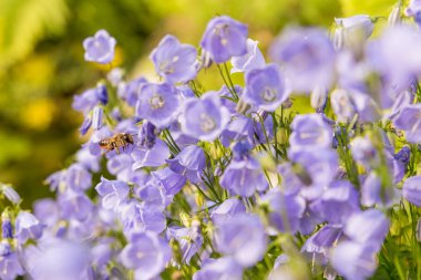 Güzel yaz mavi çiçek bahçesinde uçuşta uçan arı gidermek