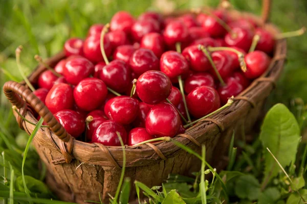 Lezzetli kiraz bir sepet içinde toplanan yeşil bir arka plana sahip çimlerin üzerine koydu