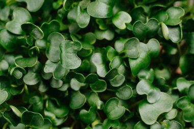 Yeşil yeşillik çarşafları yakın çekim. Salata yapmak için yeşiller.