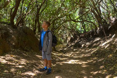 Tenerife eşsiz bir endemik dağ ormanında bir genç