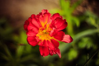 Kırmızı bir lalenin makro fotoğrafı