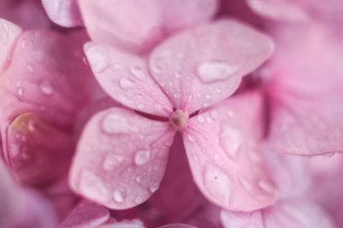 Pembe açelyanın makro fotoğrafı