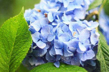 Mavi açelyanın makro fotoğrafı