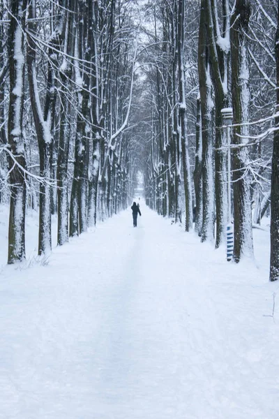 Parktaki ara sokağın kış fotoğrafı.
