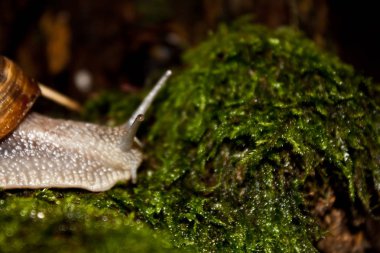 Salyangoz kendi işine bakar.