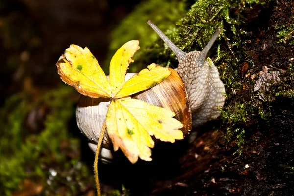 Snail Creeps Its Business — Stock Photo, Image