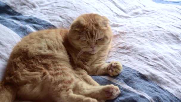 Niedliche britische Katze schläft auf dem Bett. — Stockvideo