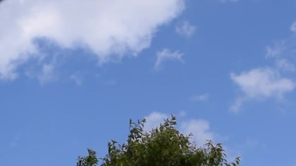 Vita moln rör sig snabbt i blå himmel över träd. — Stockvideo