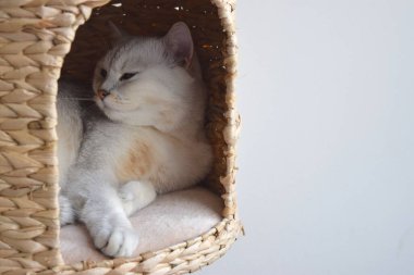 Şirin İngiliz kedisi. Saf cins kedi evindeki evinde..