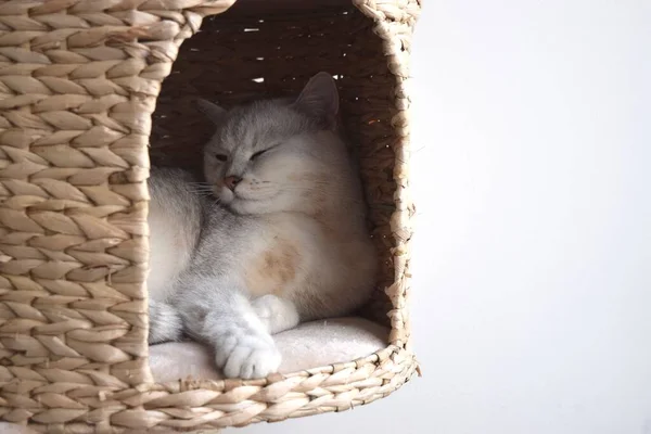 Roztomilý Britský Kočka Čistá Plemeno Kočka Svém Domě Doma — Stock fotografie