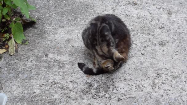 Gato callejero tabby está ocupado lavándose después de una buena comida. — Vídeos de Stock