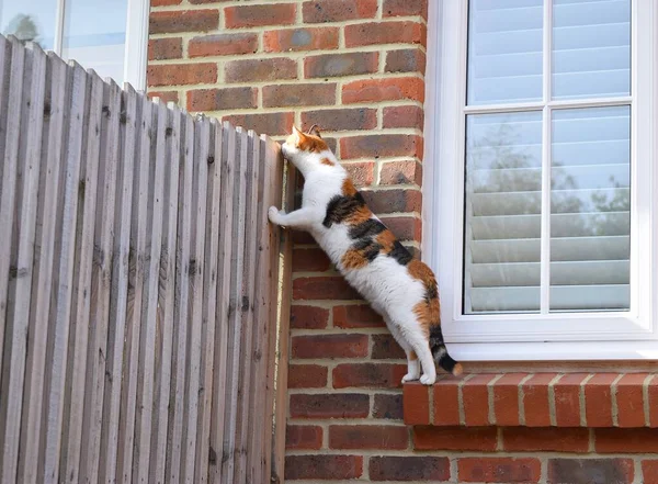 호기심많은 고양이는 이웃의 음모를 조사하고 있습니다 스톡 사진