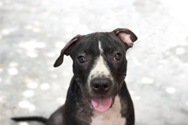 Siyah çukur boğa köpek yavrusu arıyorum gülümseme komik beton zemin üzerine oturan