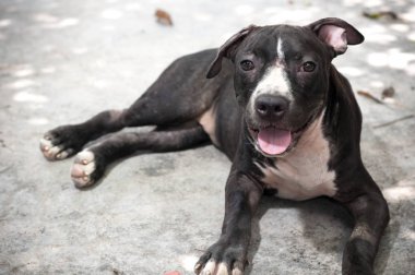 Siyah çukur boğa köpek yavrusu arıyorum gülümseme komik beton zemin üzerine oturan
