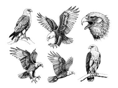 El çizimi kartal çizimi seti, klasik mürekkep çizim stili, çarpıcı av pozları, ayrıntılı tüyler ve güçlü ifadeler.