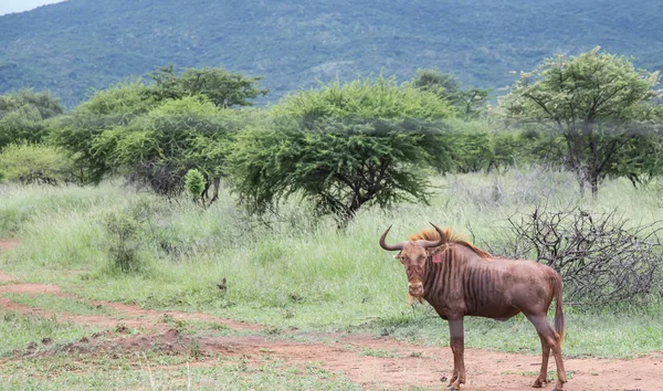 Gnoe Safari Wild Wild Zuid Afrika — Stockfoto