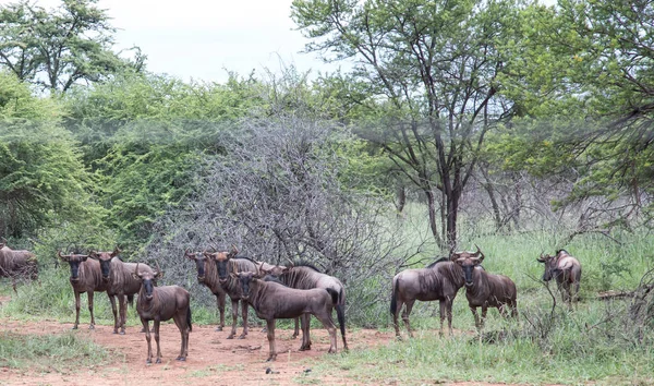 Wildebeest Сафари Дикая Дичь Южной Африке Стадо — стоковое фото