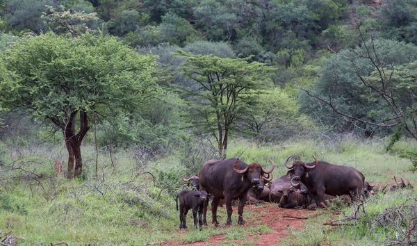 ソーン ツリー アフリカ サファリ野生下でアフリカの大きな水牛の群れ — ストック写真