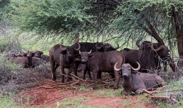 Afrika Büyük Buffalo Hurd Bir Diken Ağaç Afrika Safari Vahşi — Stok fotoğraf