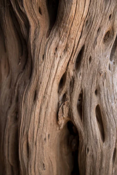 old driftwood tree with holes and ruff