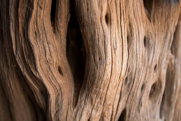 old driftwood tree with holes and ruff