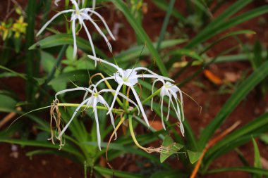 Yaz Bahçe beyaz çiçekli