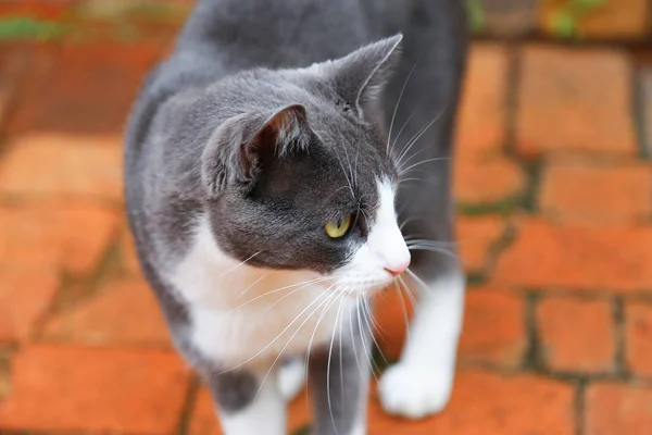 Sommarträdgård Med Katt — Stockfoto