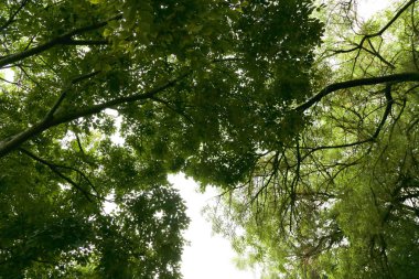 Yaz Bahçesi ararken ağaçları ile