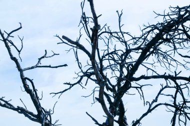eski gökyüzü arka plan siluet bir ağaç dallarında Kuru