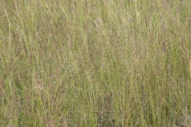 Afrika bush veld savannah diken ağaç