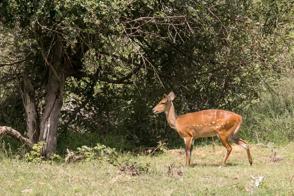 Caça Africana Kudu Vaca Pastoreio — Fotografia de Stock