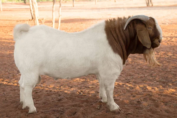 Boer Goat Farm Livestock Afrique Sud Agriculture — Photo