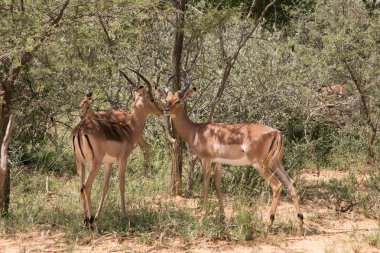 impala sürüsü içinde Afrika safari